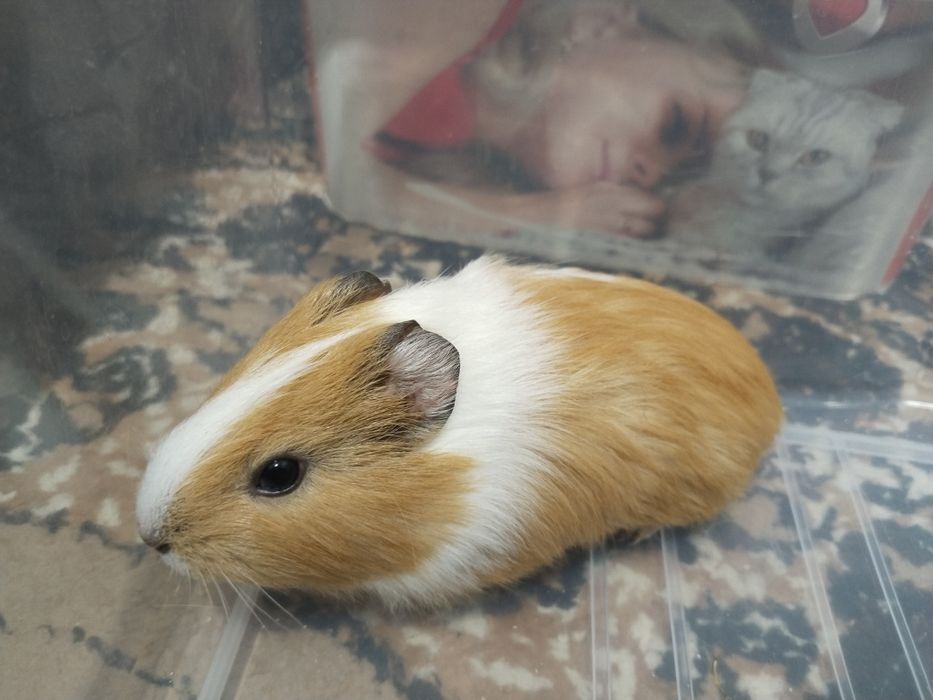 Морские свинки добродушный животные.