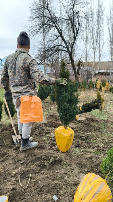 Саженцы оптом бағада