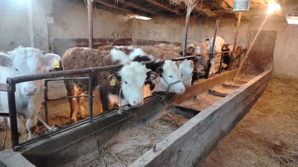 Продам бычков 20 голов