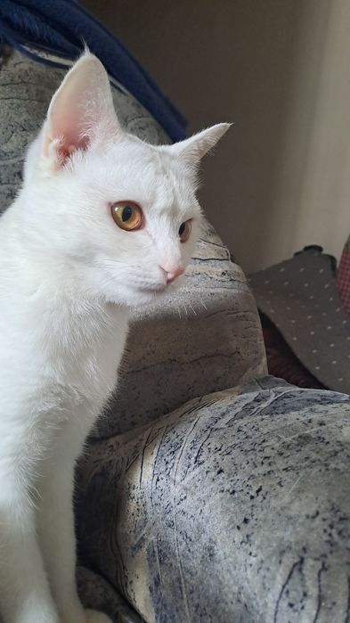 Кошка,девочка,11месяц белоснежной