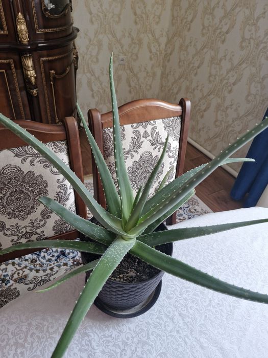 Алое вера 4х летнее