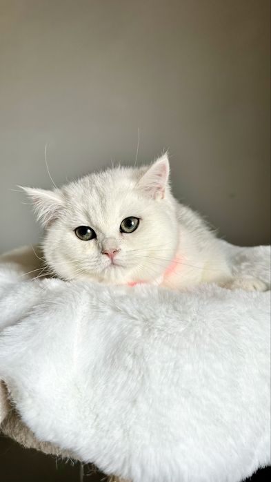 Fetita British Shorthair Chinchilla Silver Superba! Felisa Autorizata