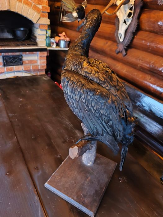 Cocos de munte naturalizat