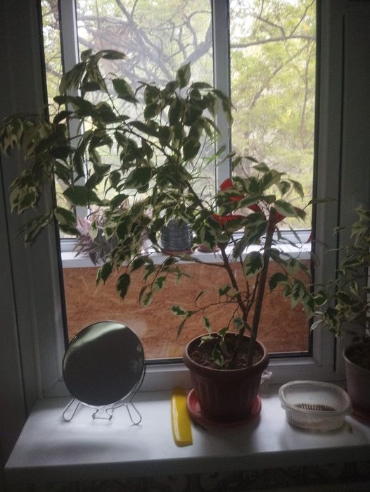 Цветы  комнатная