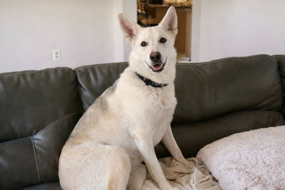 Молодая добрая собака Хасандра ищет дом