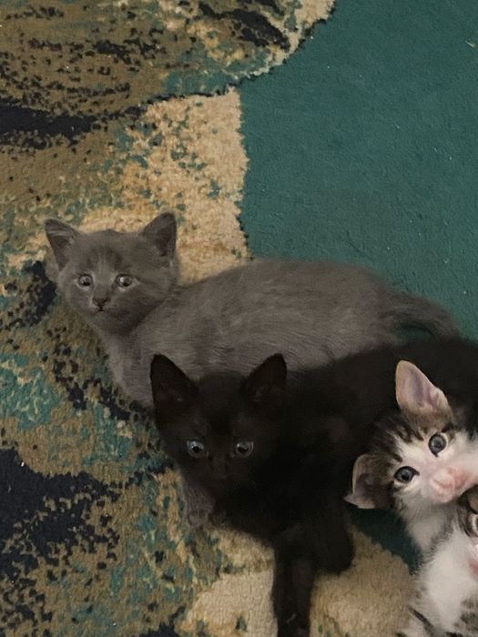 3 девочки, 2 мальчики , котенки