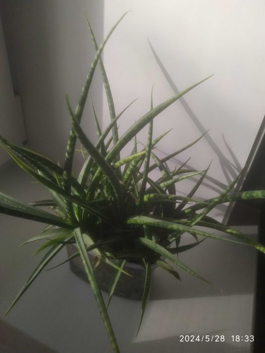 Сансевиерия,обмен