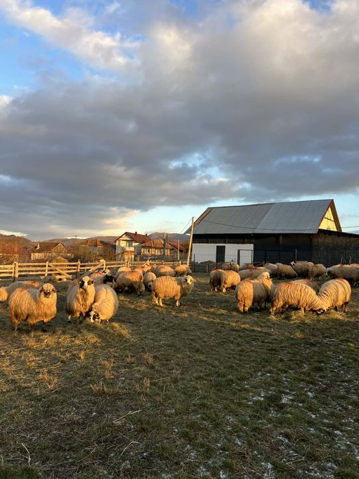 Vănd oi breze originale de tinut