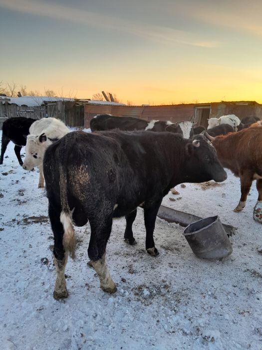 Продам через веса