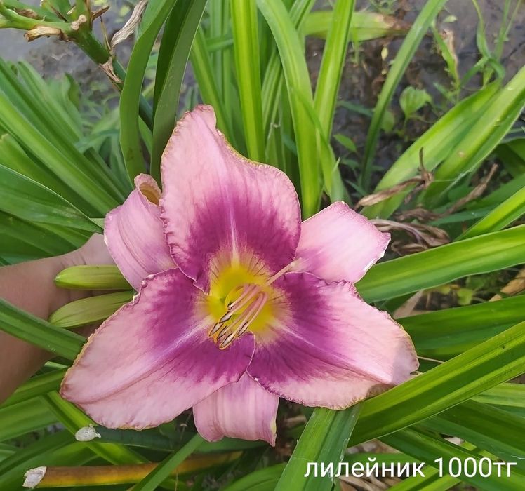 Цветы многолетние