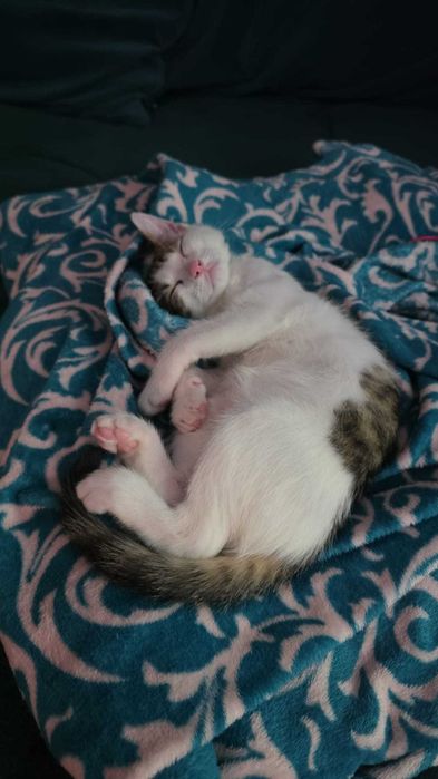 adoptie Charlie