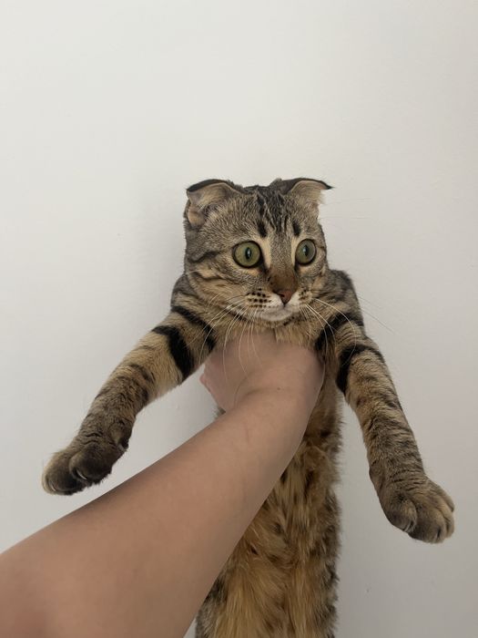 Отдам на добрые руки кошку