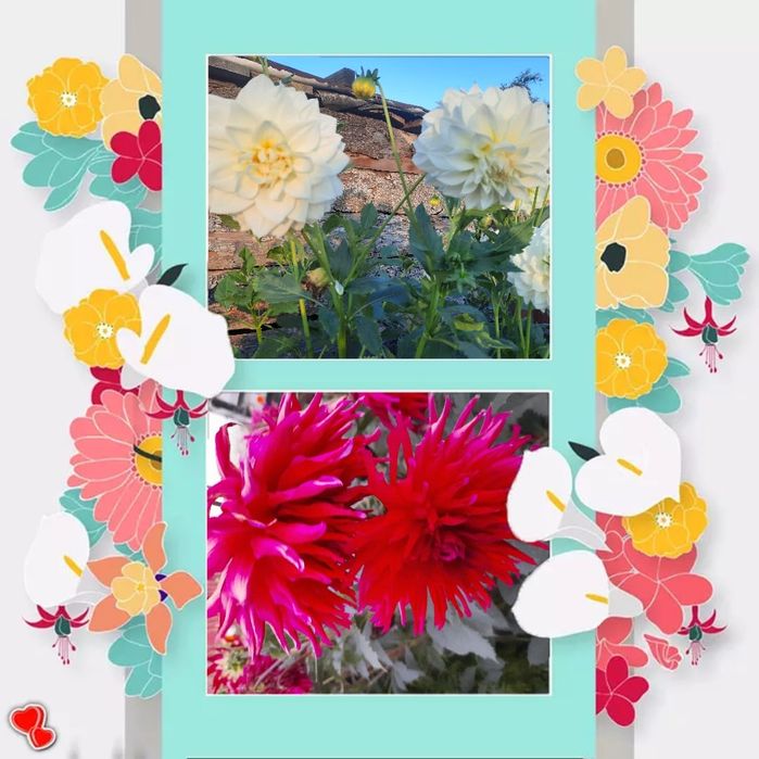 Продам семена цветов