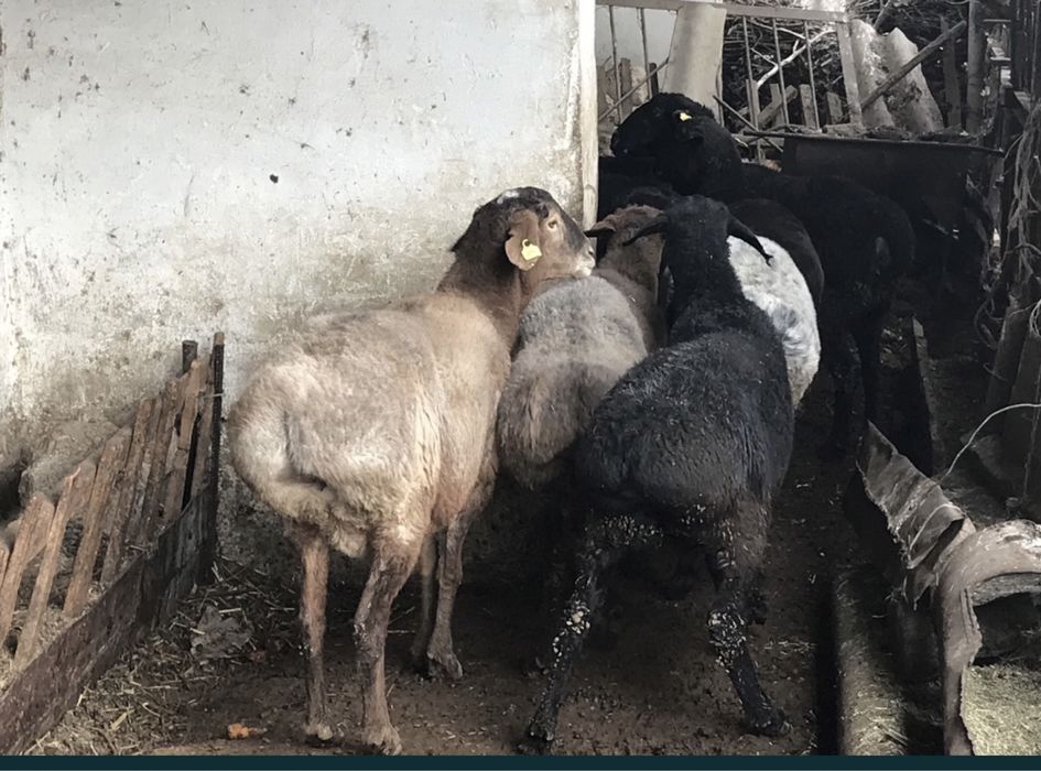 Кой баран кошкар