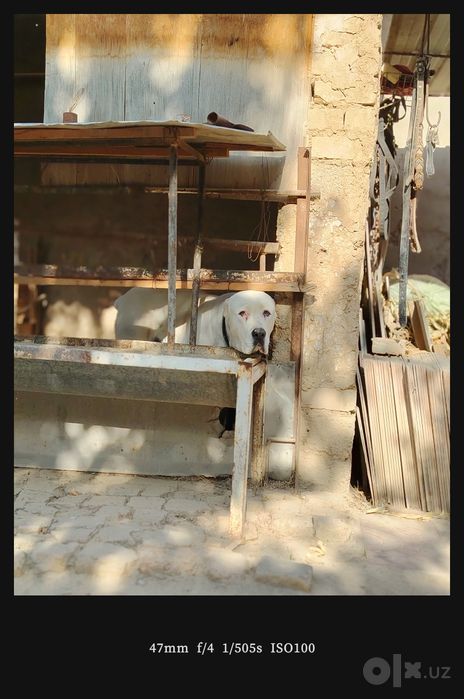 Alabay urğochi sotiladi