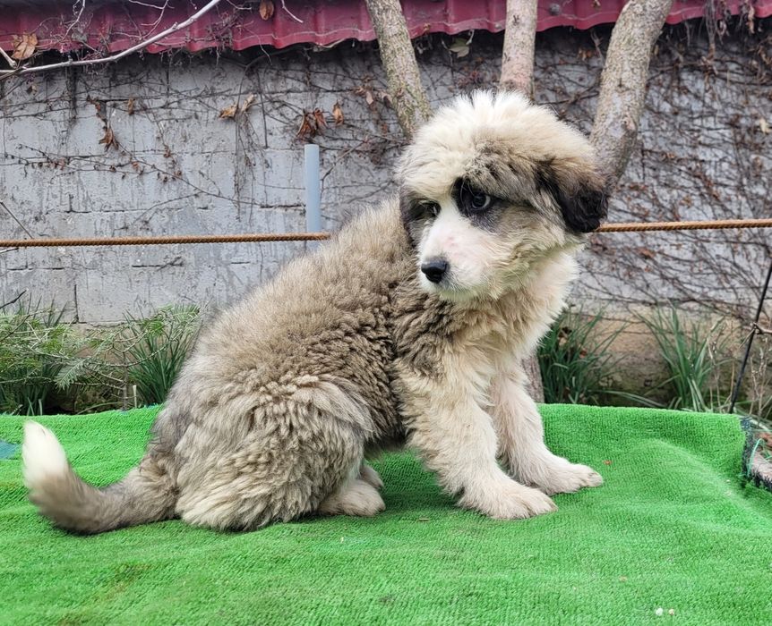 Ciobanesc  românesc Barack.