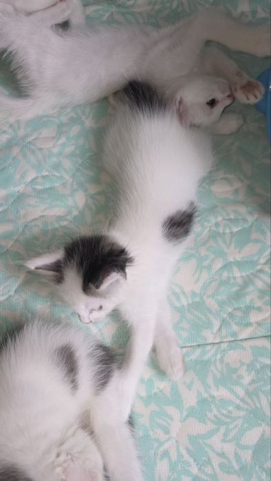 Котята на продажу.