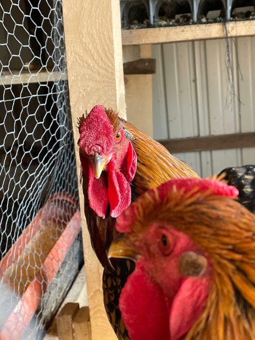 Oua incubat Wiandotte GSG negru auriu Wyandotte