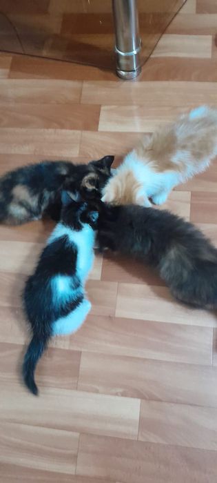 Котята в добрые руки.