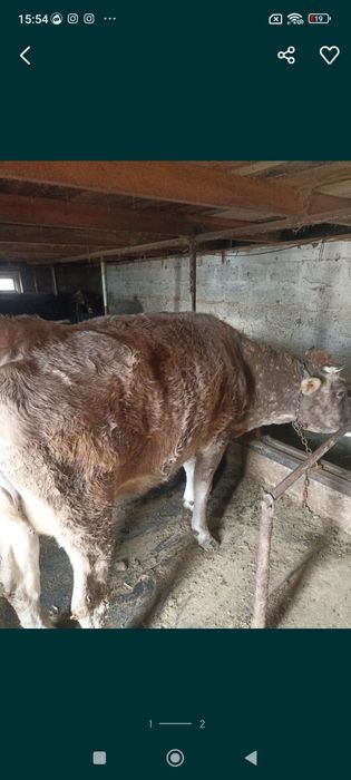 Продаются чистые алатауские каровы