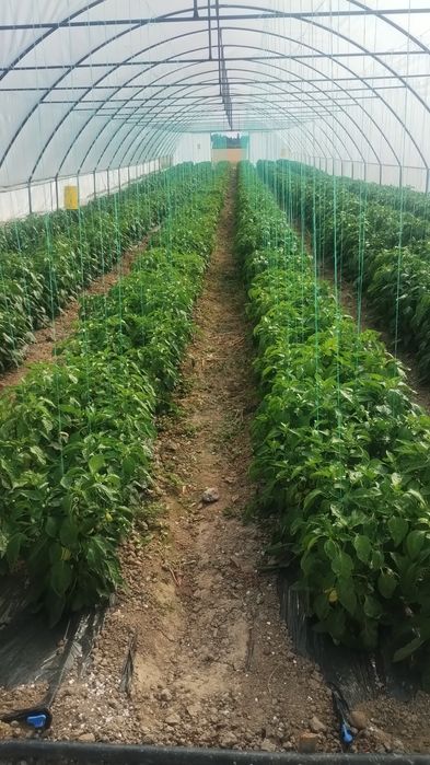 Solariul casei pt legume