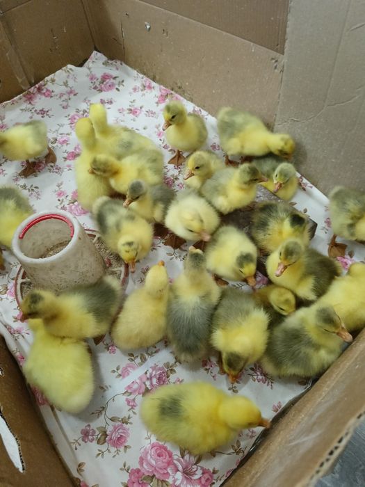 Продам  гусат линда