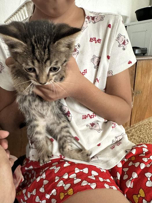 Маленькие котята в добрые руки