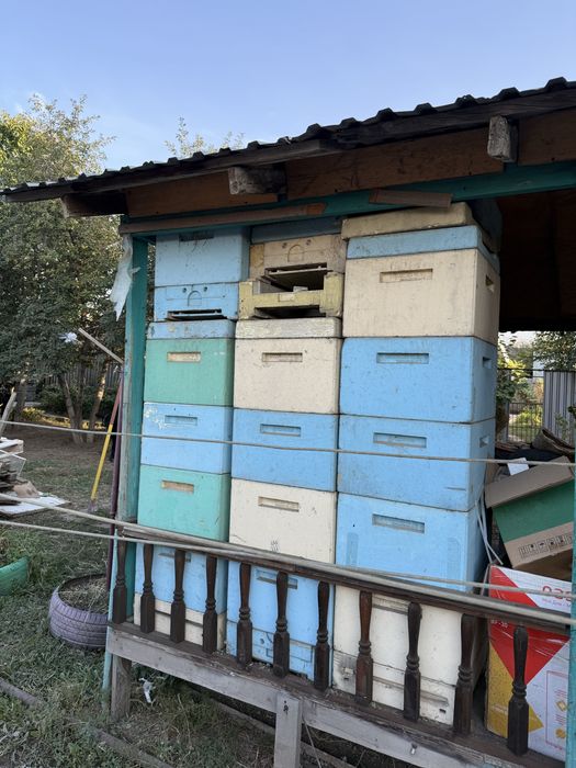 Продам Ульи пчел