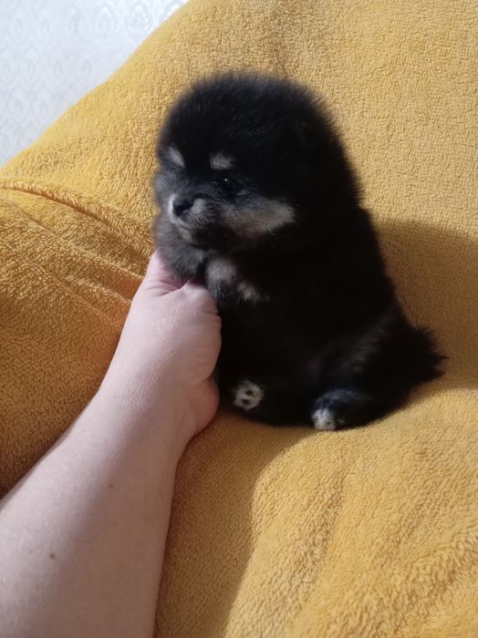 Продам щенка шпица