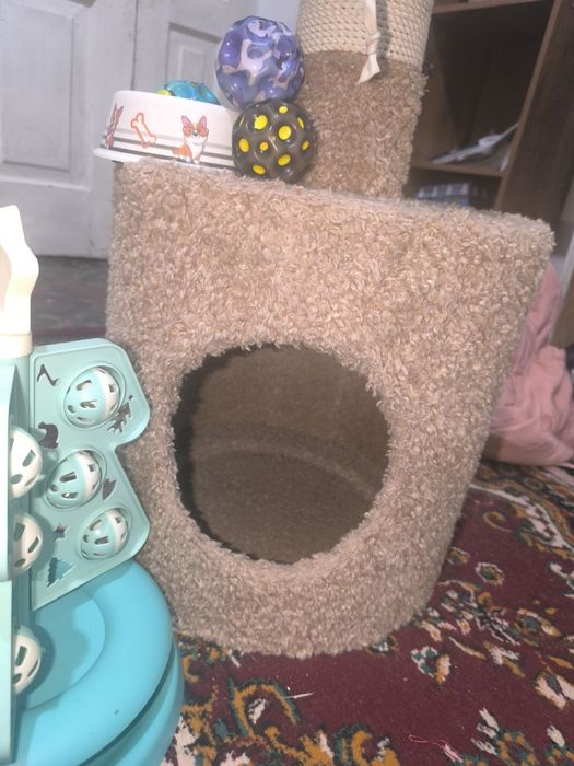 Продаётся кошка пародистий