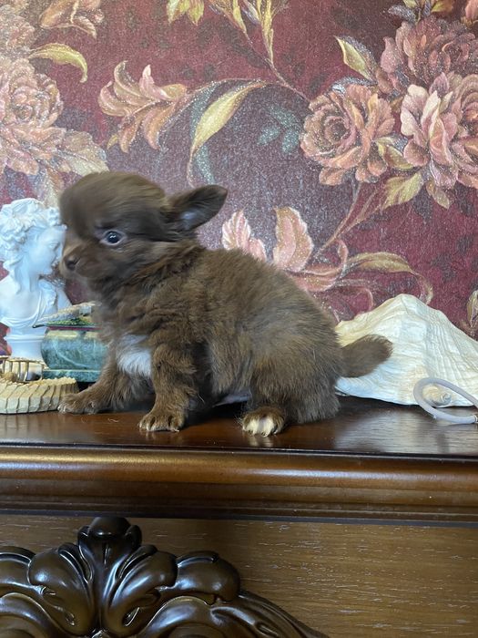 Щенки чихуахуа