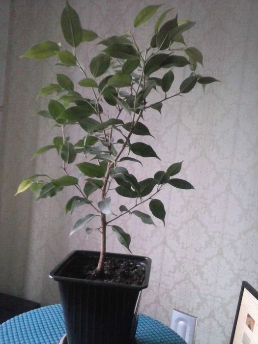 Фикус Бенджамина