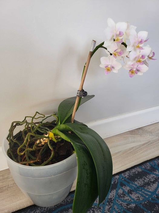 Продам Орхидеи сейчас цветут