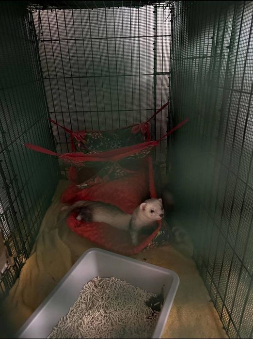 Волиер за домашни порове