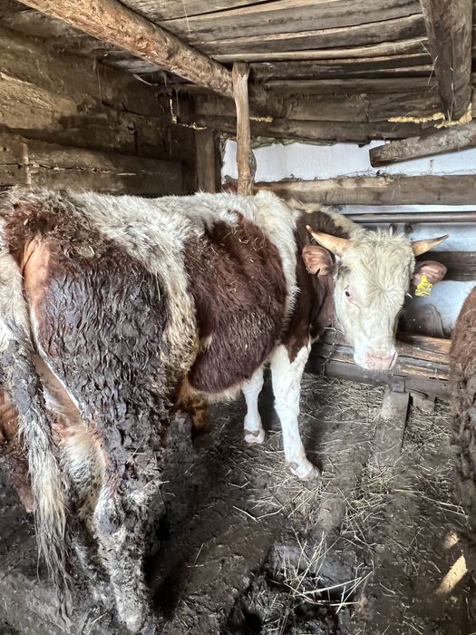 .Быки с откорма