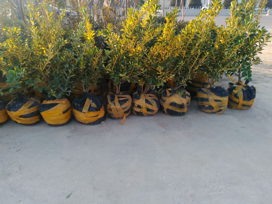 Har xildagi archalar bor landshaft dizayni ham bor