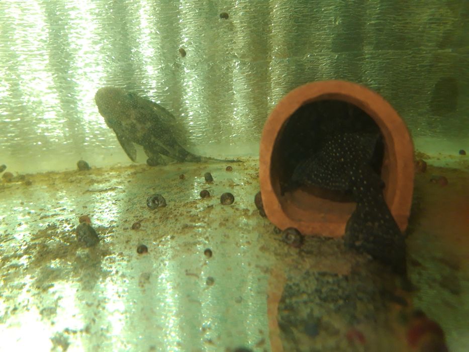 Анцитус L180 ишлаган параси сотилади