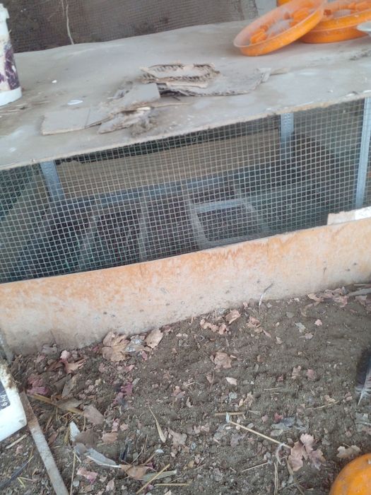 Tovuqxona, katak