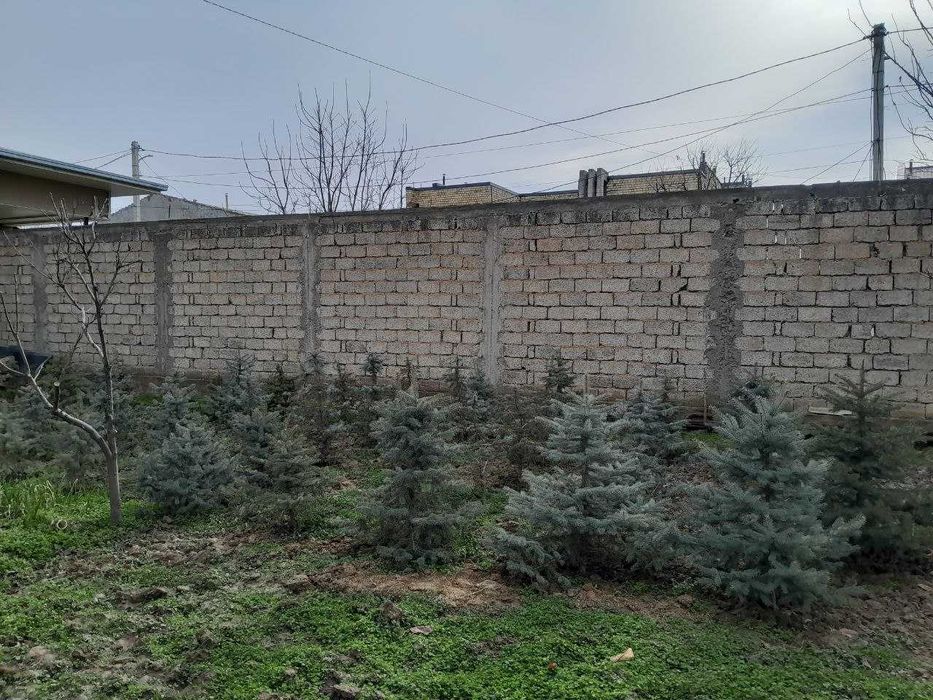 Голубая ель  Супер цена!!!