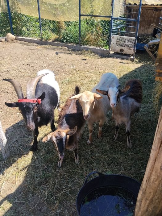Vând capre sau schimb cu diverse