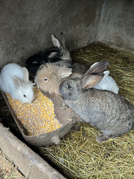 Iepuri metis belgian