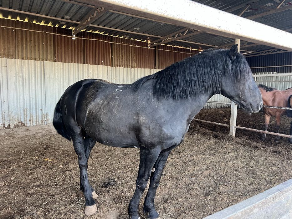 Продам лошадей на согым