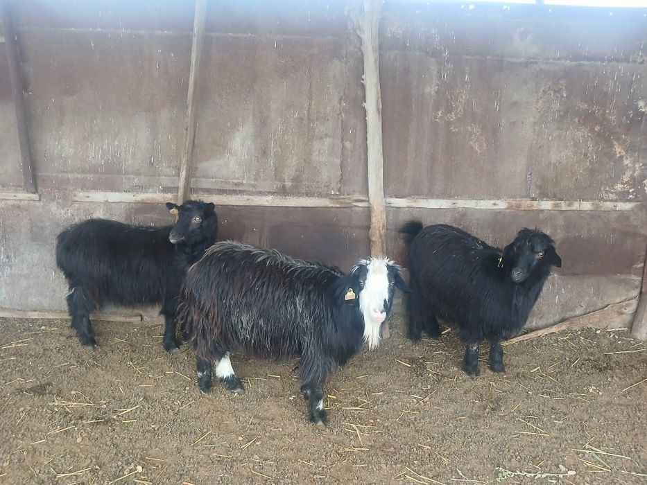 Ешкілер сатылады