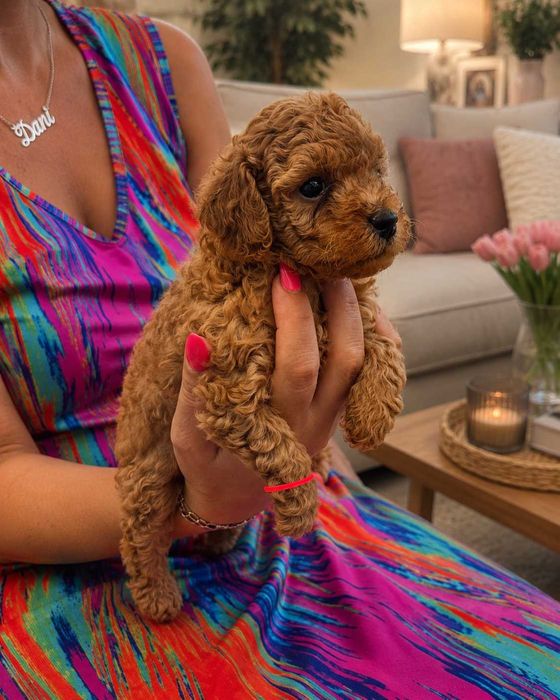 Toy poodle момиче-Fci, Genetic, Pl