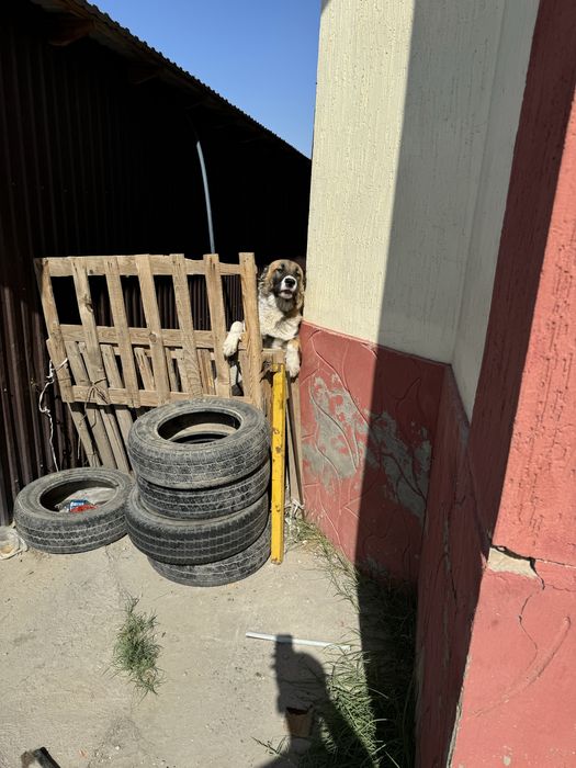 Собака продается 1 год