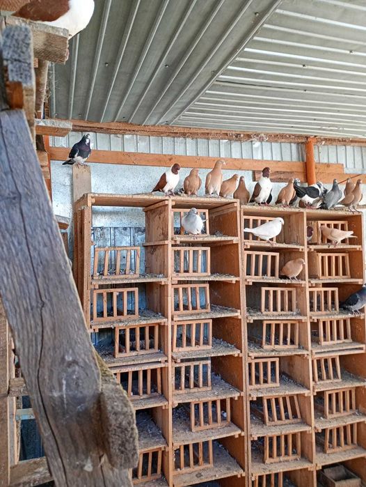 Vând porumbei galbeni și straseri