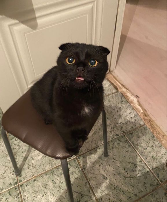 Шотландский вислоухий(кот)