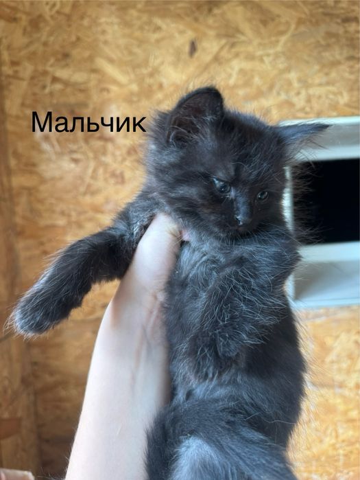 котятя в добрые руки