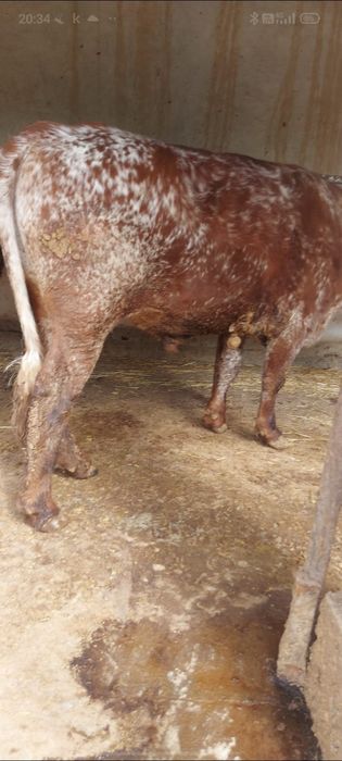 3 бас бұка сатылады