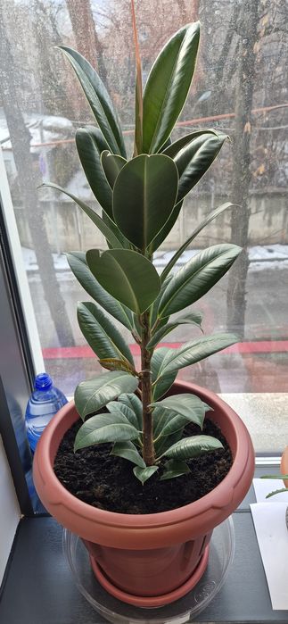 Молодой, красивый фикус